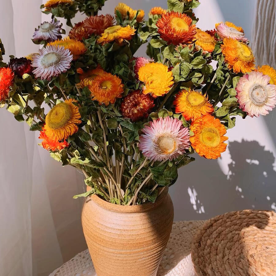 麦杆菊干花花期超长/夏季必备小众花材