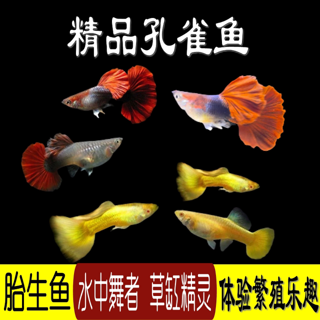 巴西褶扇红扇孔雀鱼活鱼菊花帆孕母黄金孔雀鱼热带淡水观赏鱼胎生