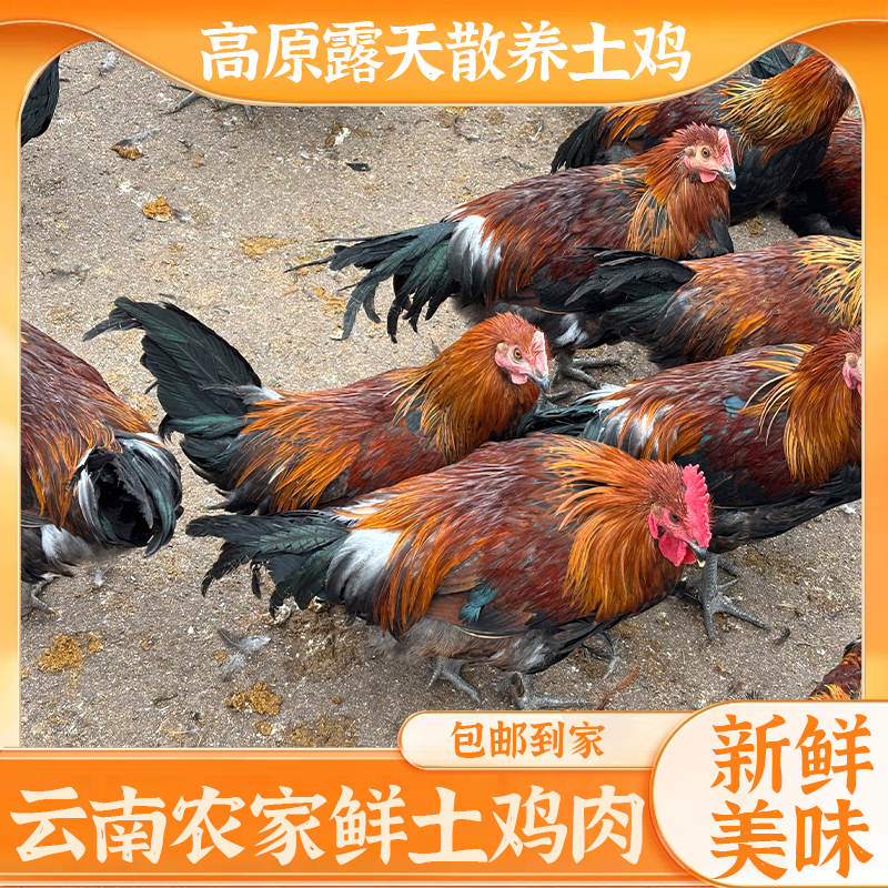4斤整只云南农家散养茶花鸡土鸡现杀现发顺丰包邮 包冰率35%-40%