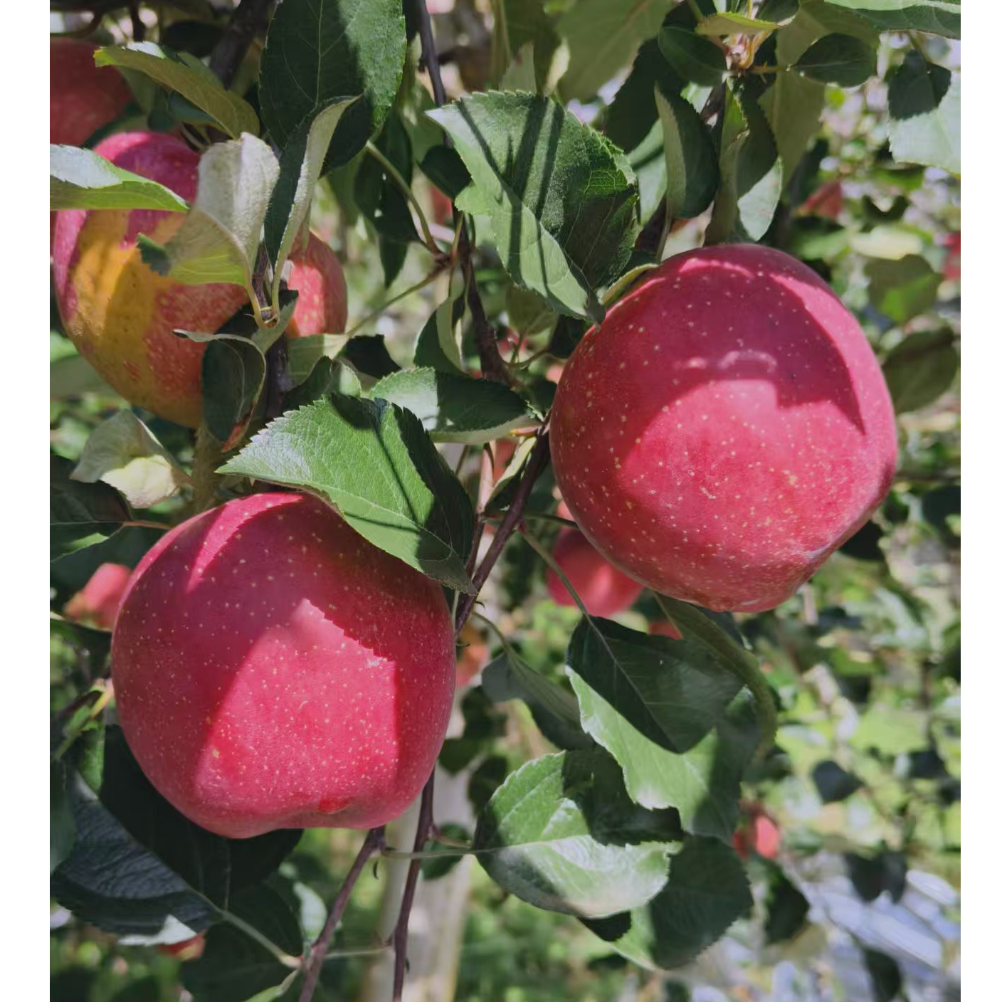 云南昭通高原苹果红富士苹果