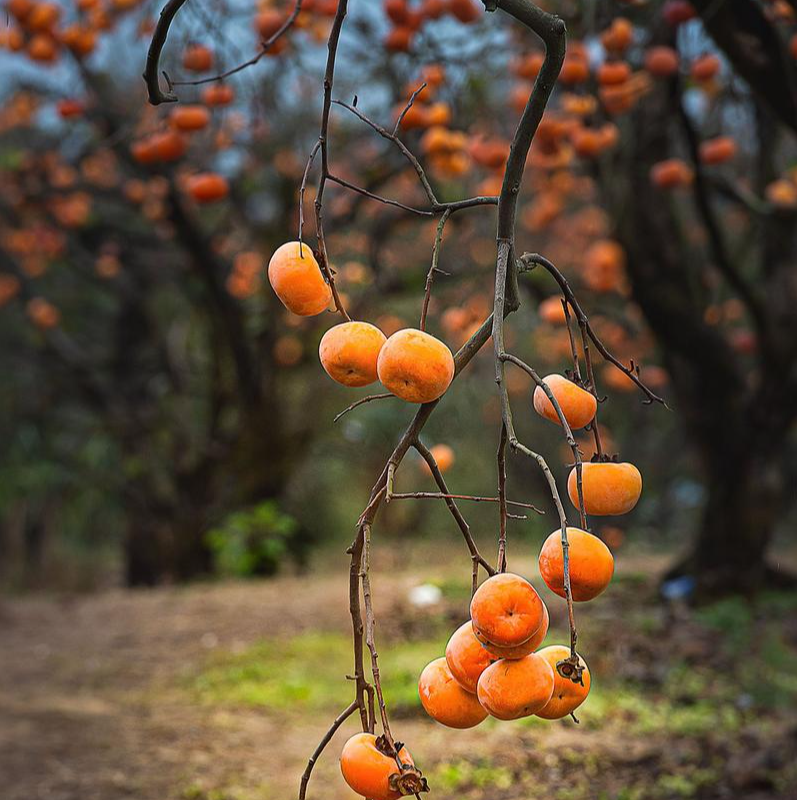 北方柿子树苗阳丰太秋牛心火晶磨盘巧克力脆柿庭院花园新手必备