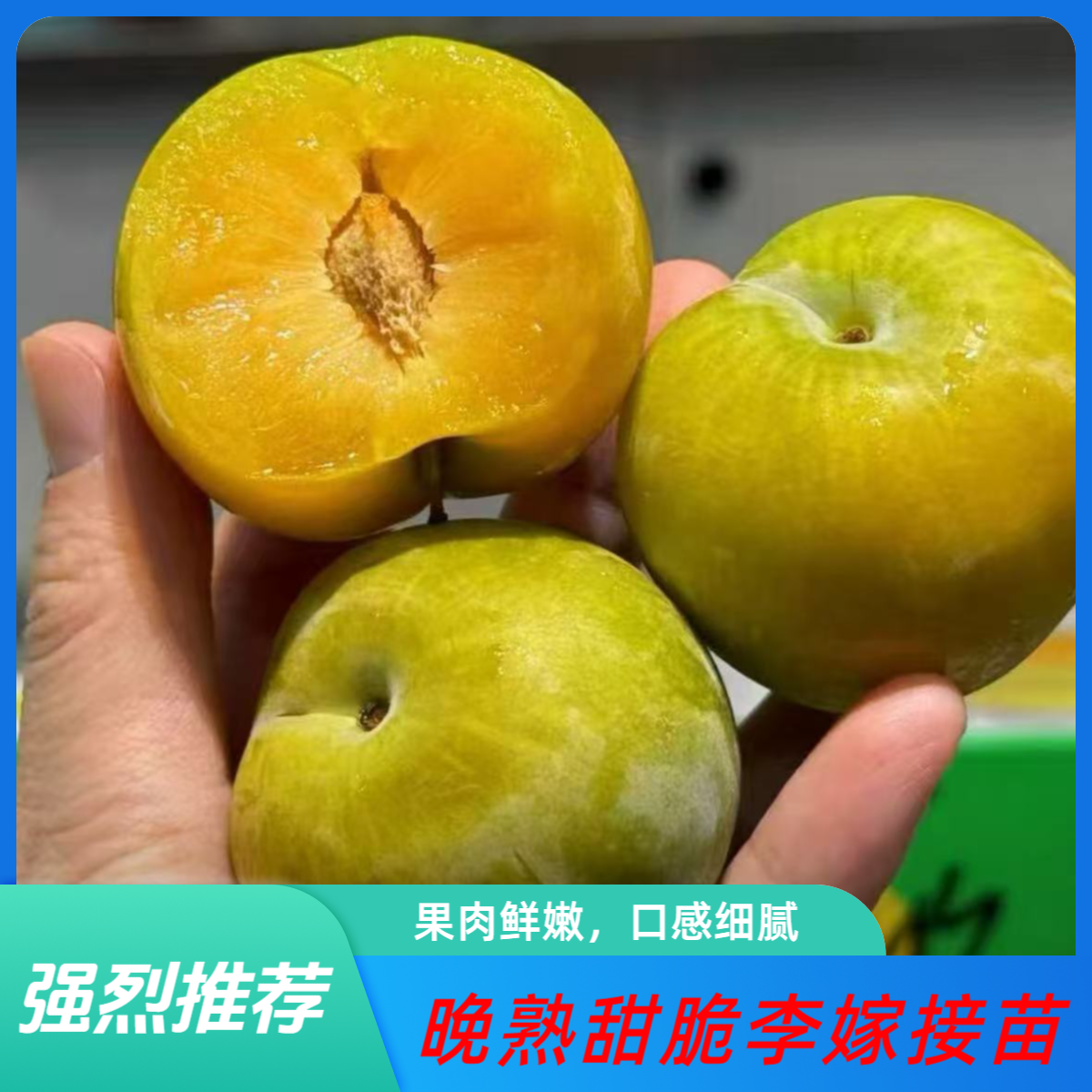 晚熟甜脆李，9-10月成熟 李子树苗，中秋甜脆李，晚熟甜脆李，高产，