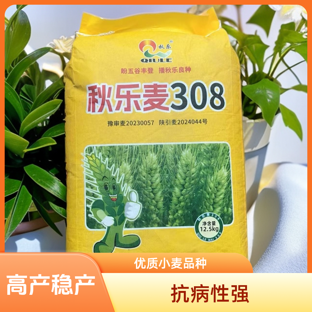 【秋乐麦308】矮杆大穗抗倒伏抗病抗冻抗倒春寒