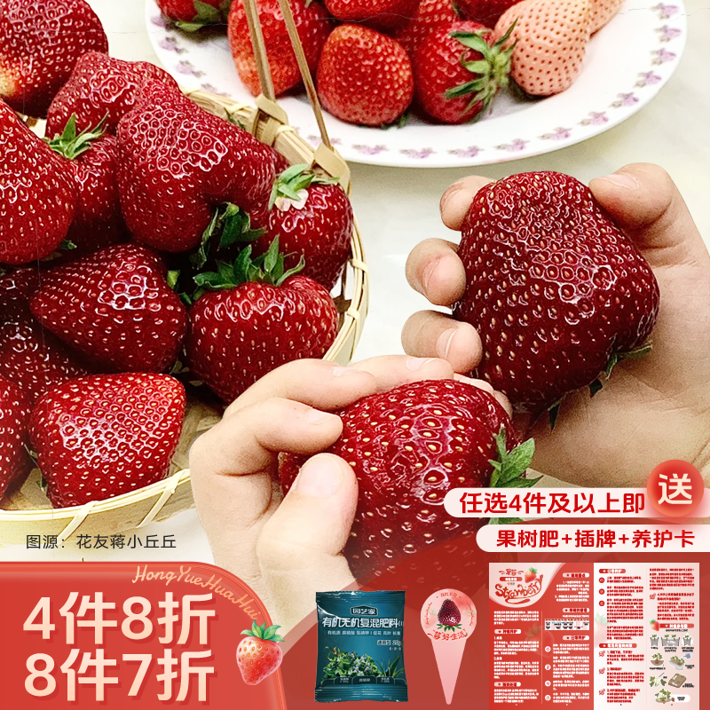 虹越 | 家庭草莓水果苗盆栽食用草莓秧苗易养种苗4件8折