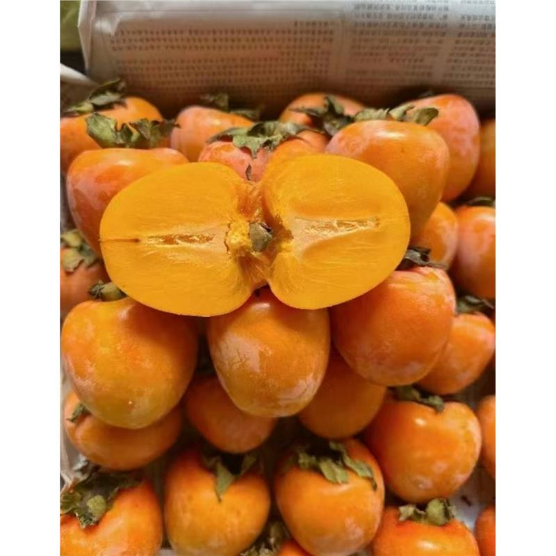 柿子树苗脆甜柿柿南北方种植庭院当年结果火晶嫁接太秋柿子树