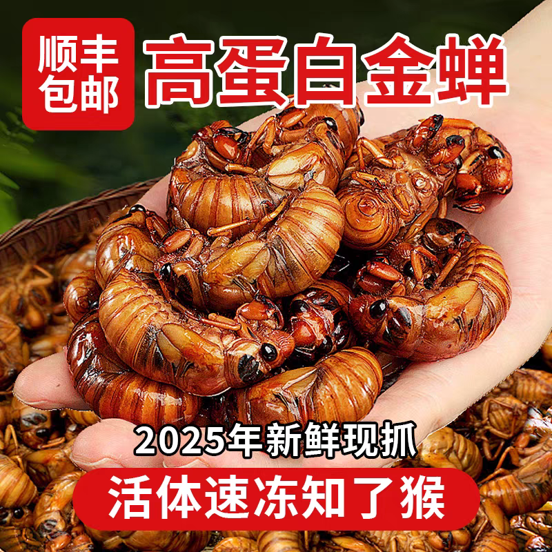 【顺丰包邮】新鲜当季大个头金蝉知了猴速冻冷链发货营养美味高蛋白
