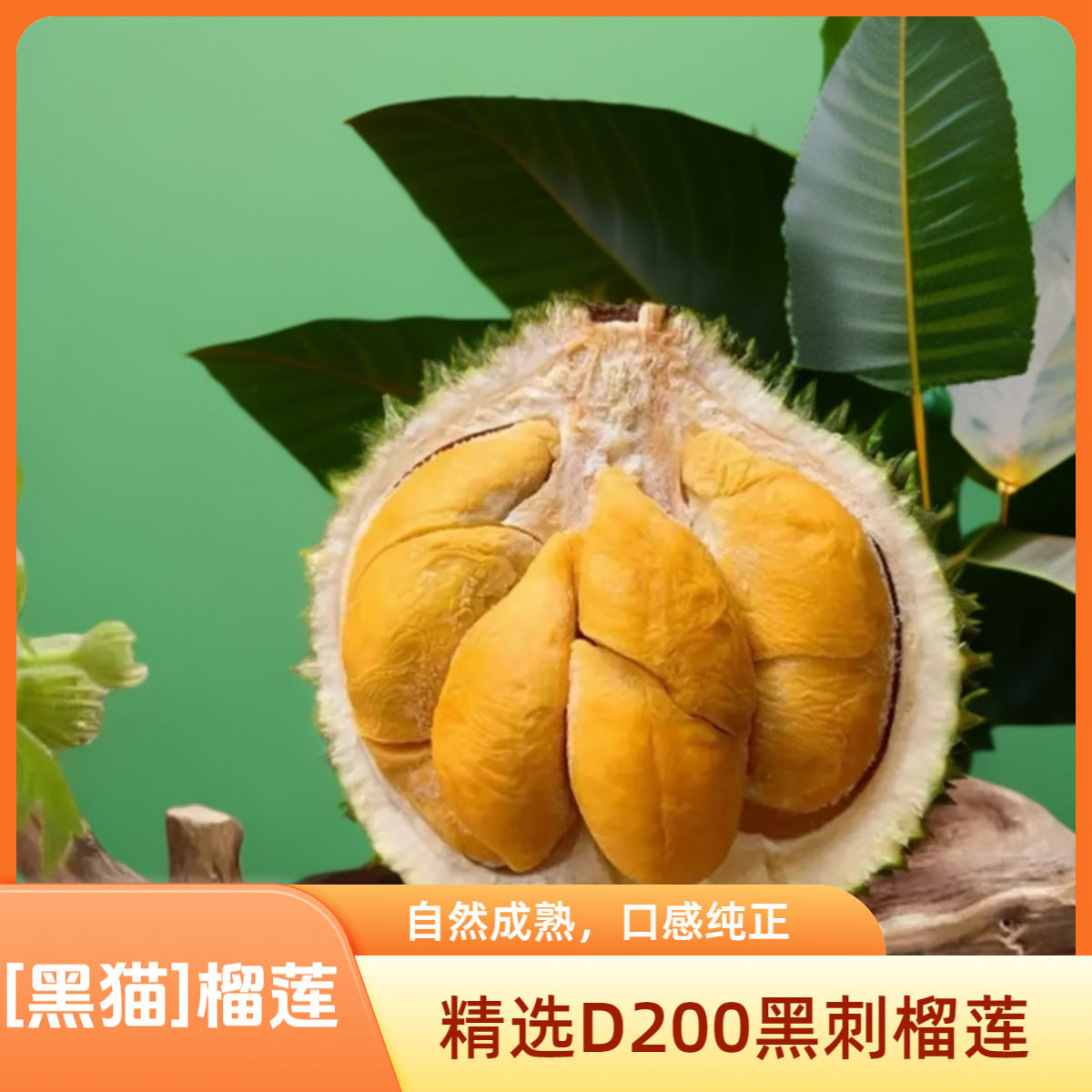 【黑猫】黑刺榴莲猫山王榴莲液氮锁鲜冷冻榴莲整果马来西亚进口臻选