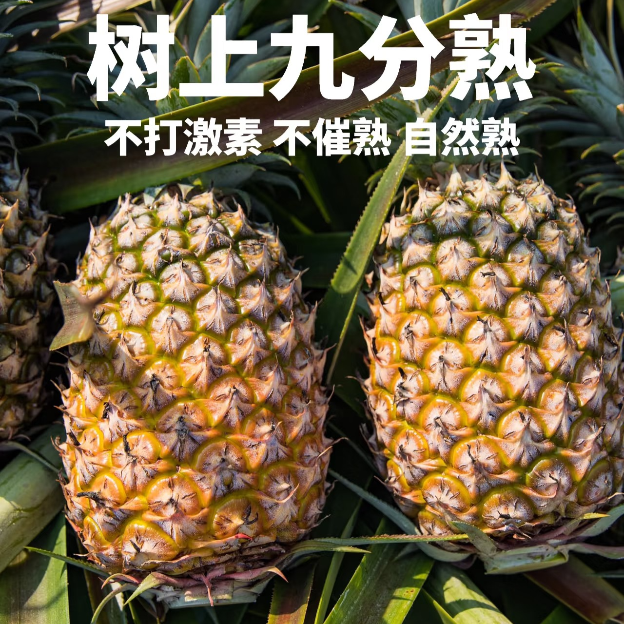 海南金钻凤梨水果果园直供新鲜热带应季水果精选现摘现发