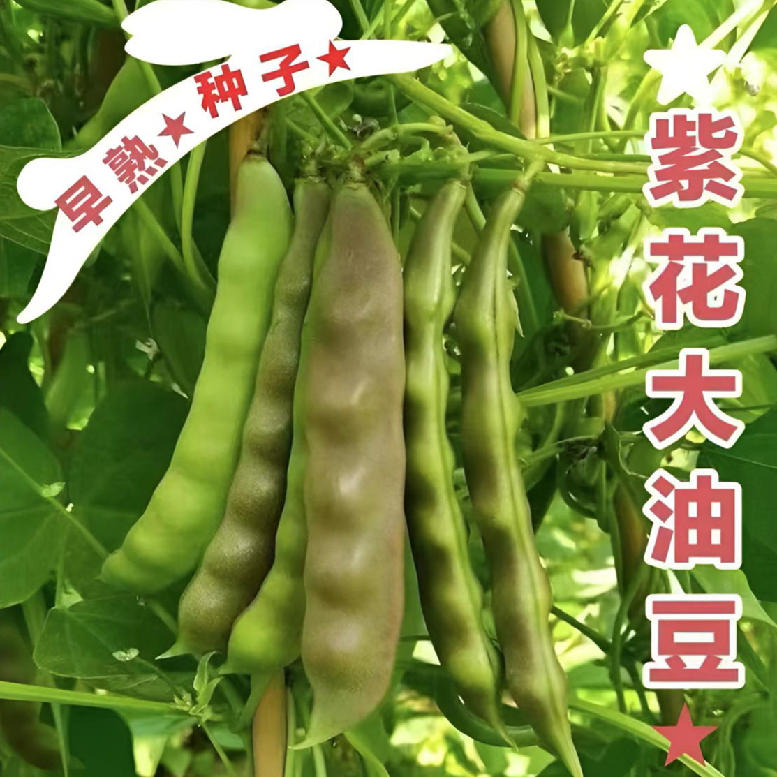 紫花大油豆角种子宽油豆角种子开锅烂无筋无柴