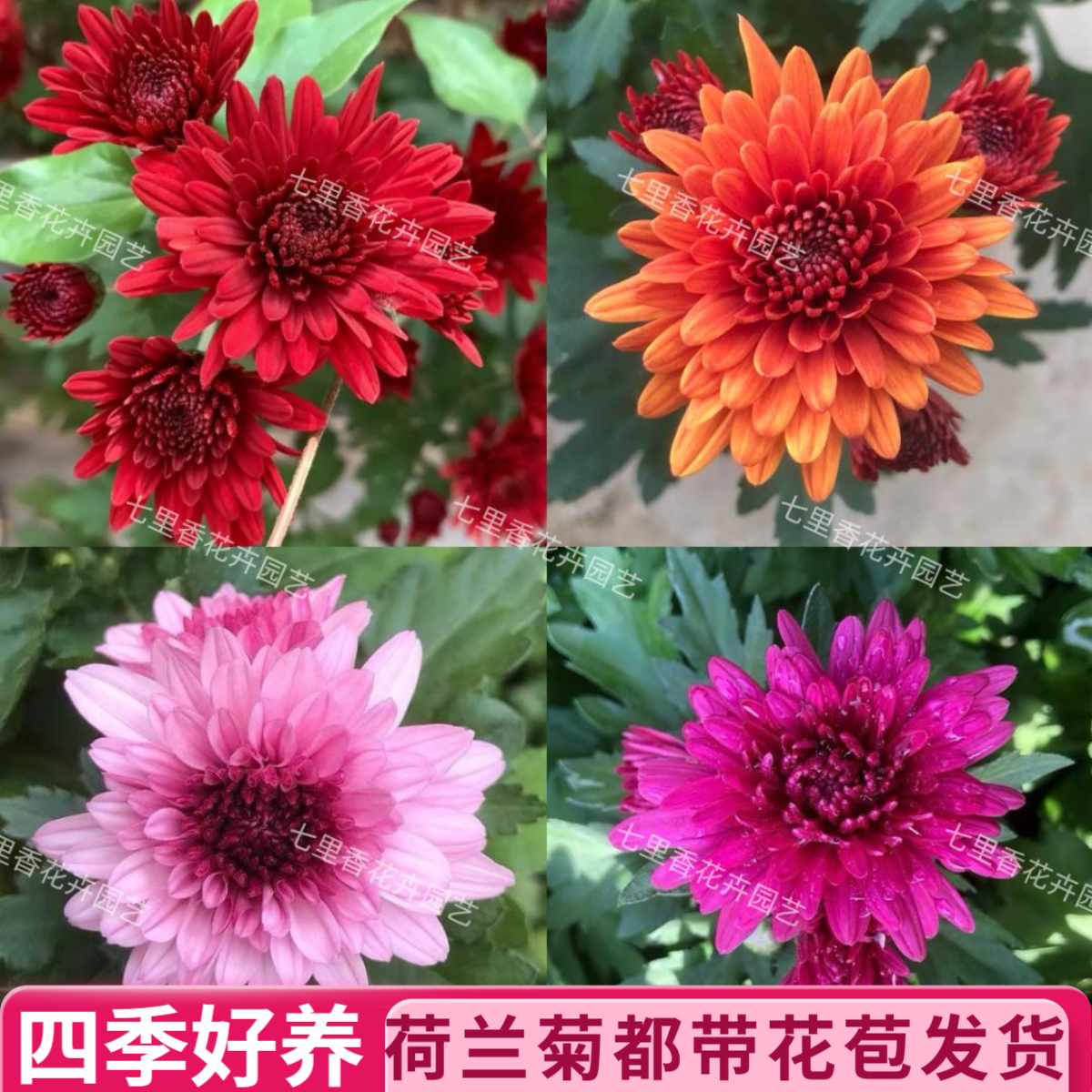荷兰菊盆栽【是带花苞发货】菊花苗室内外阳台绿植好养四季耐寒花卉