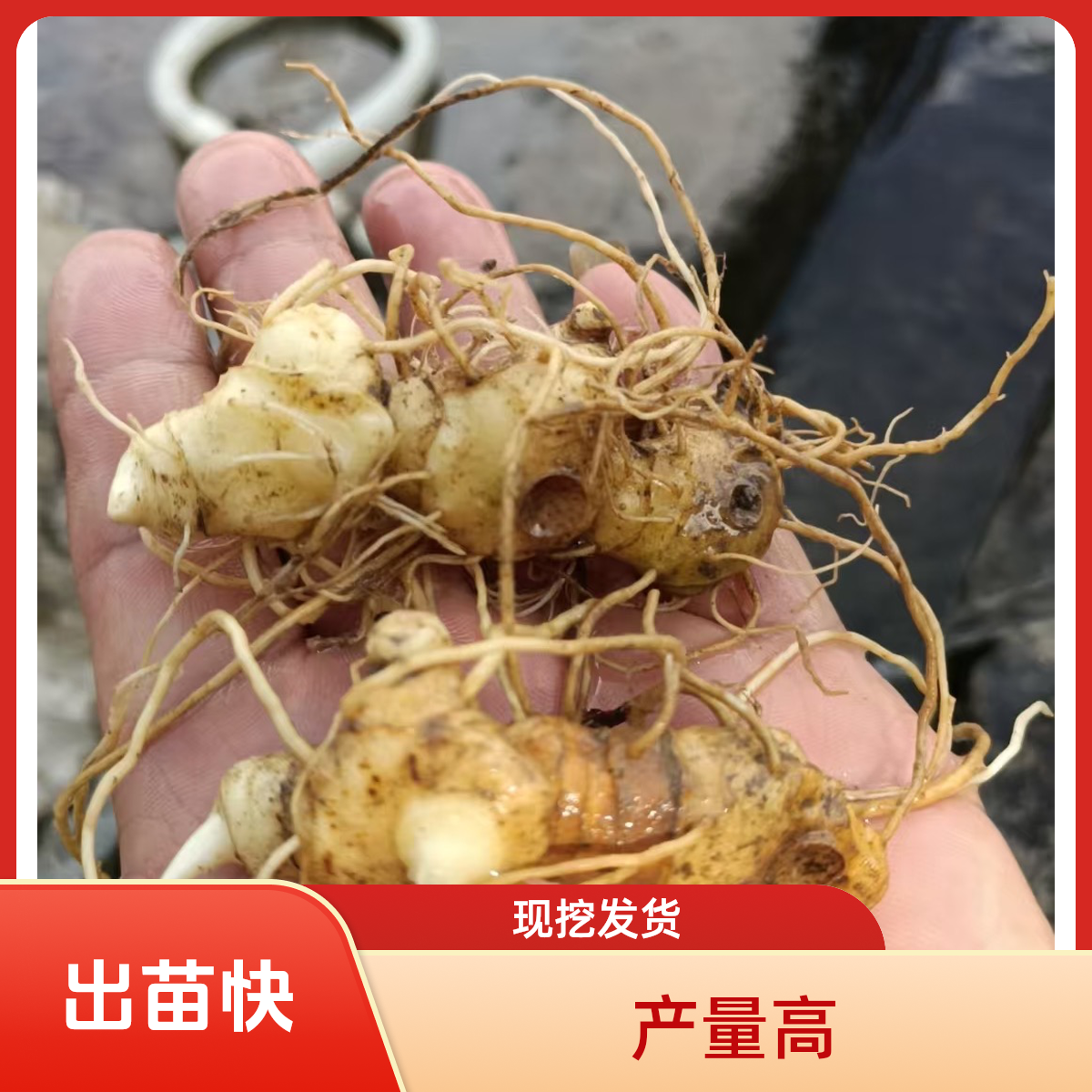 多花倒苗黄精种苗块茎芽头苗四季可种高产量存活率高现挖现发