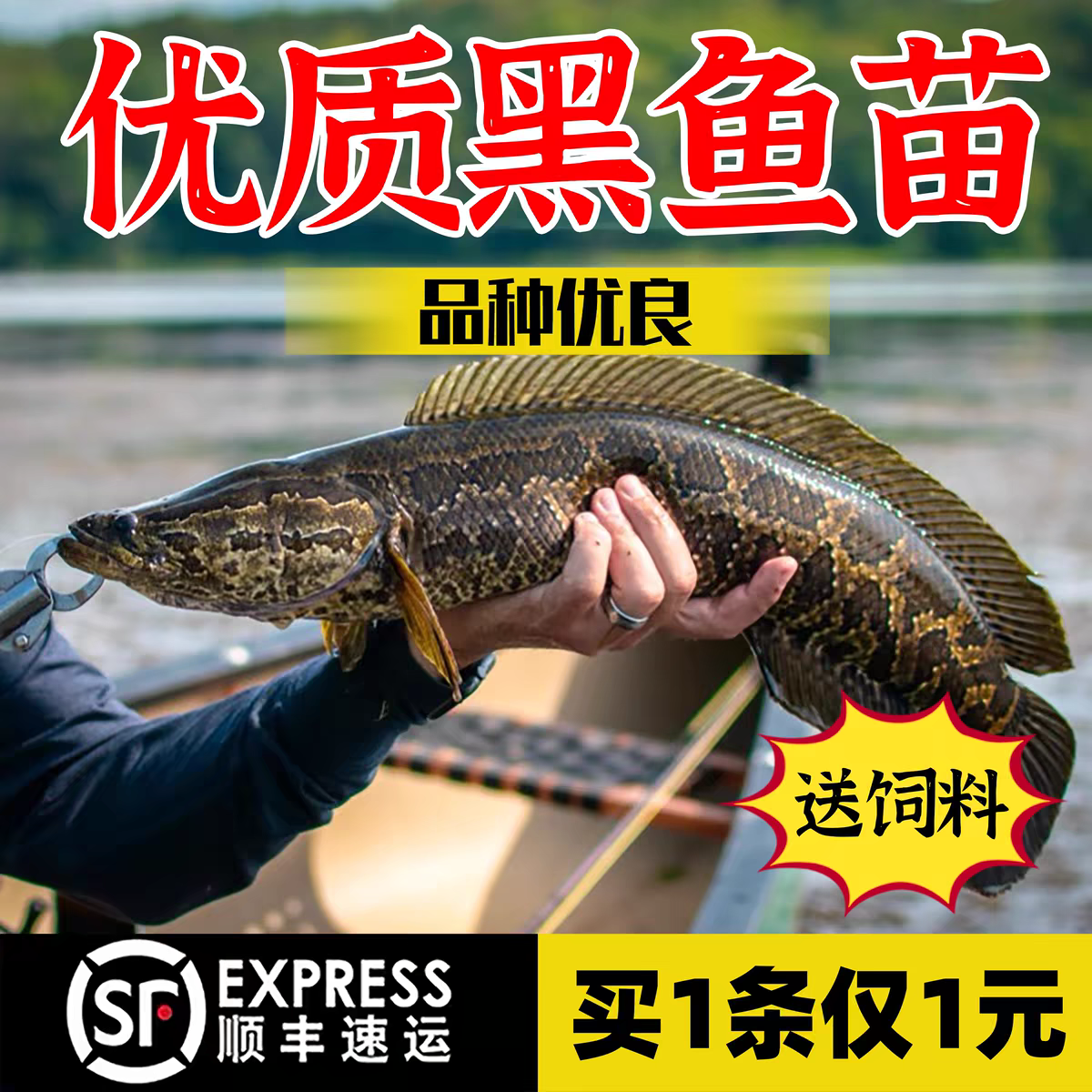 四川半斤装黑鱼苗淡水鱼苗养殖食用鱼苗特大好养凶猛冷水观赏鱼苗