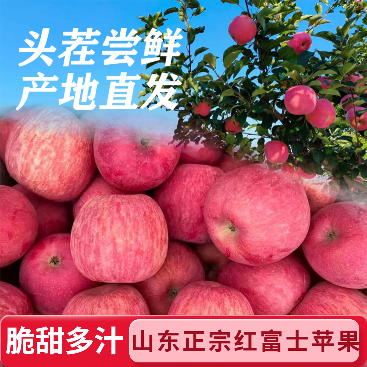 山东果园红富士正宗新鲜水果酥脆香甜甜脆多汁清凉爽口高山种植季