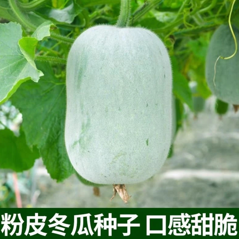 【粉皮冬瓜种子】粉皮冬瓜毛节瓜小冬瓜四季春天高产盆栽蔬菜种子