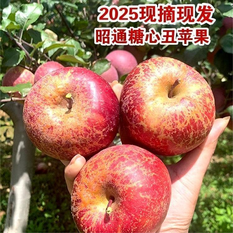 正宗云南昭通冰糖心丑苹果新鲜现摘脆甜多汁水果