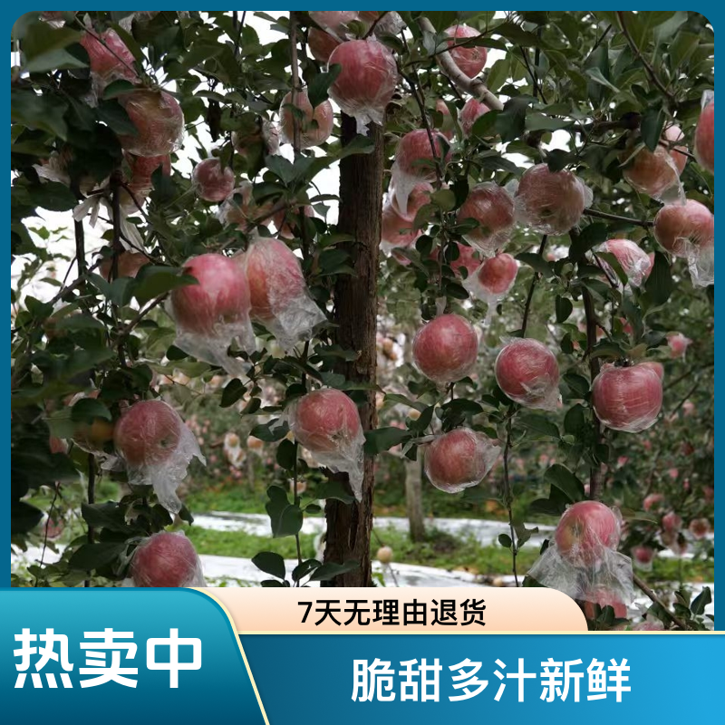 山西现摘红富士苹果冰糖心脆甜多汁新鲜水果85特大果运城产地直发