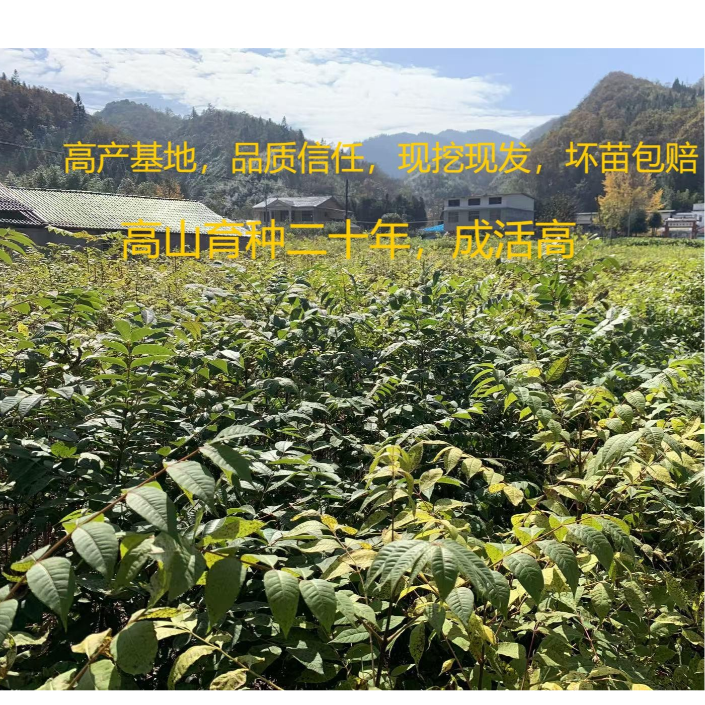 （管）厚皮川黄柏苗大叶黄柏树苗正宗黄柏苗