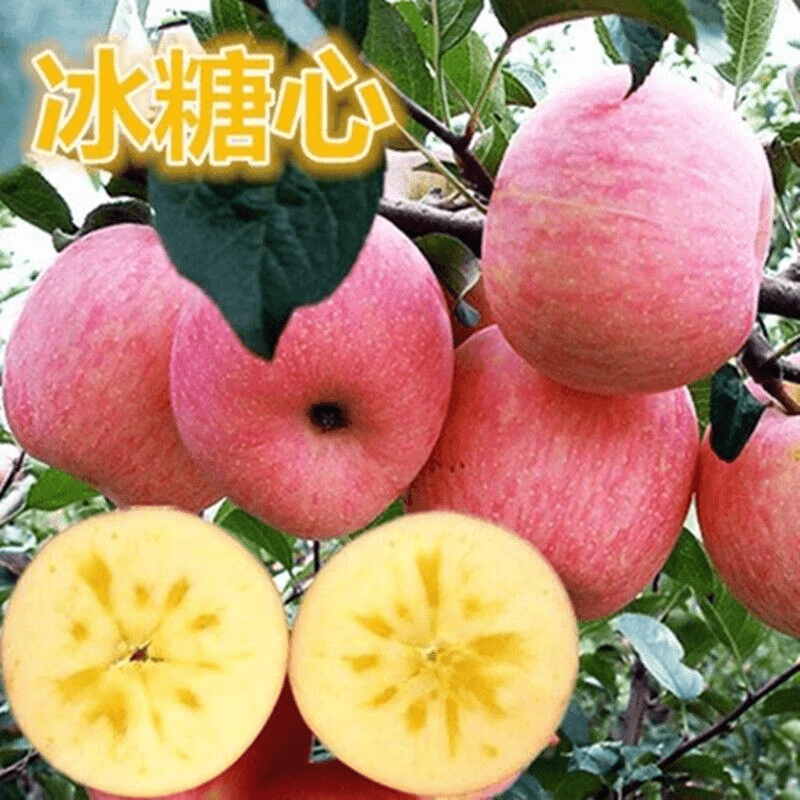 冰糖心苹果树苗嫁接红富士苹果苗南北方种庭院矮化果树苗当年结果