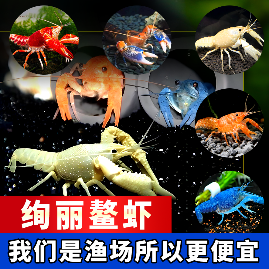 观赏虾观赏宠物观赏虾鳌冷水观赏宠物虾虾苗活体淡水小龙虾