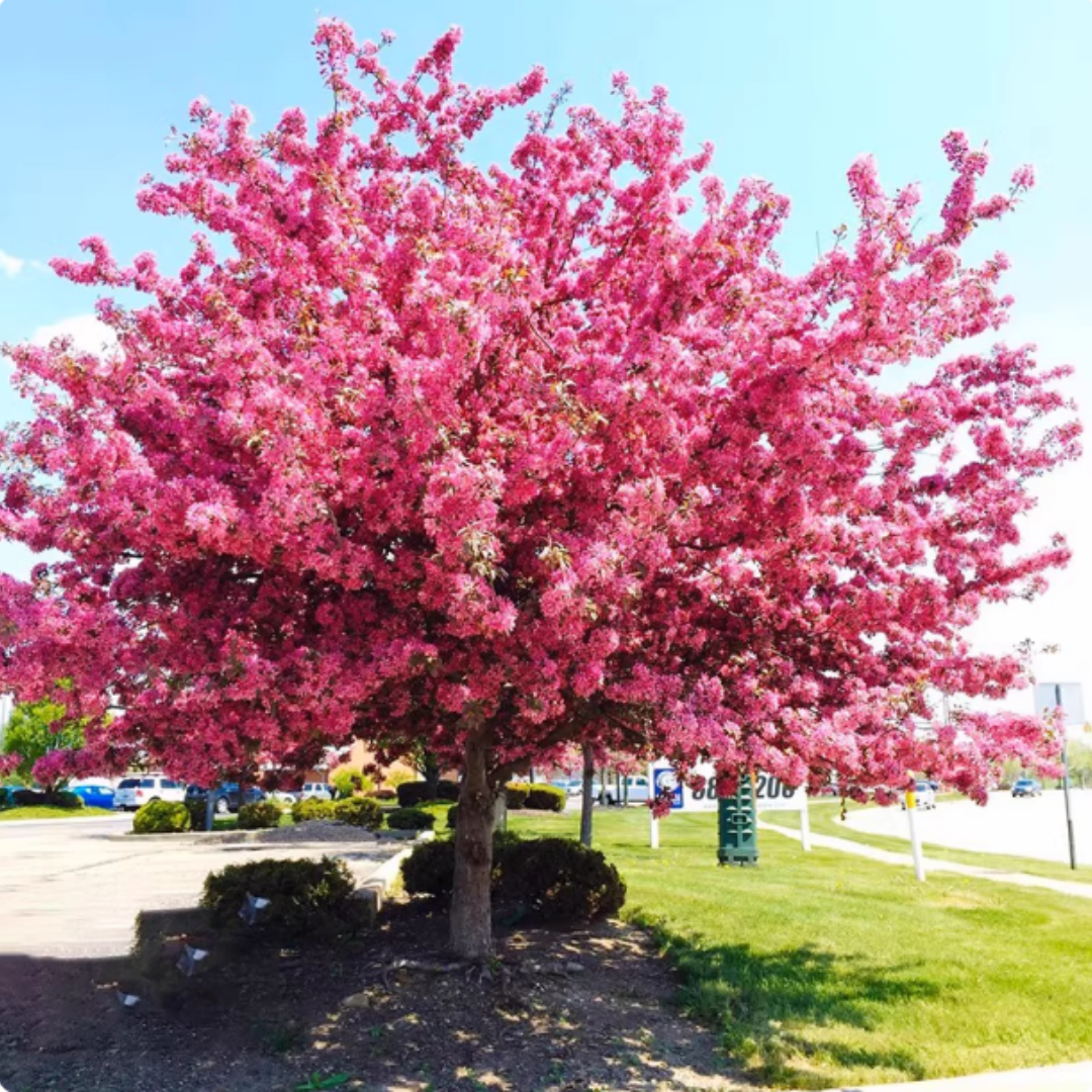 海棠树苗高杆西府垂丝海棠花大型盆栽风景树庭院地栽四季好养大树