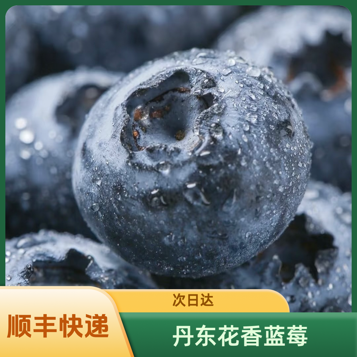 【顺丰包邮·现摘现发】丹东花香蓝莓头茬大果