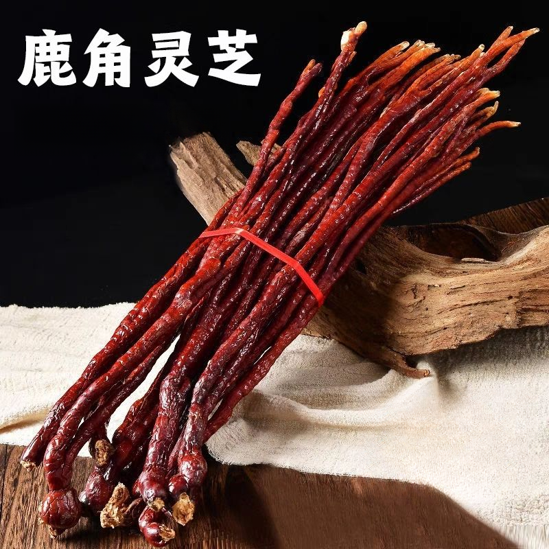 【助农推荐】鹿角灵芝 优选高山里灵芝草天然采摘仙草泡酒