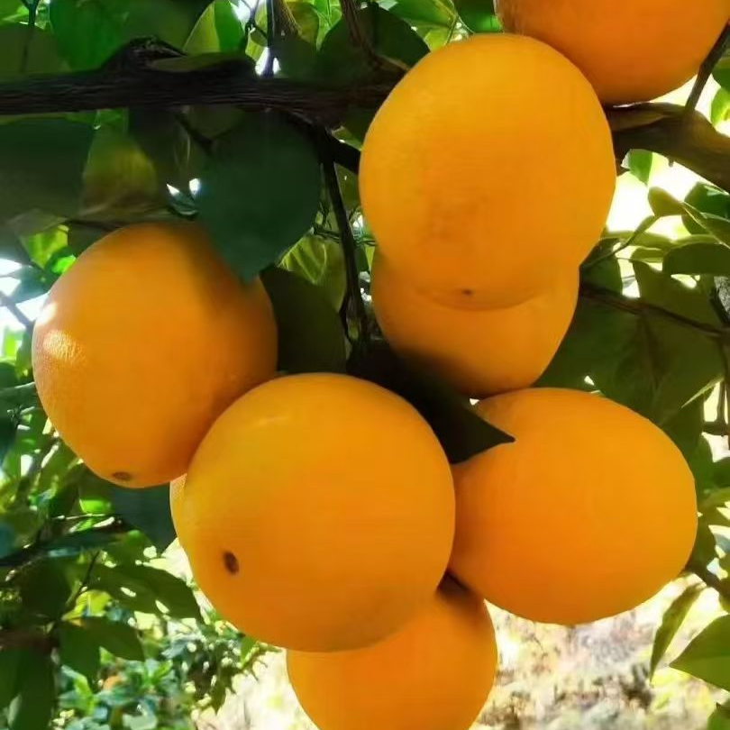 【京东】现摘正宗赣南脐橙赣州江西当季新鲜水果橙子8斤 酸甜可口