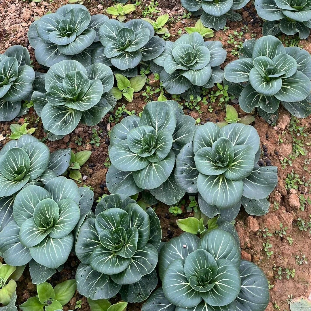 【黑大头苏州青种子】适合庭院阳台种植的青菜种子耐热耐寒四季种植