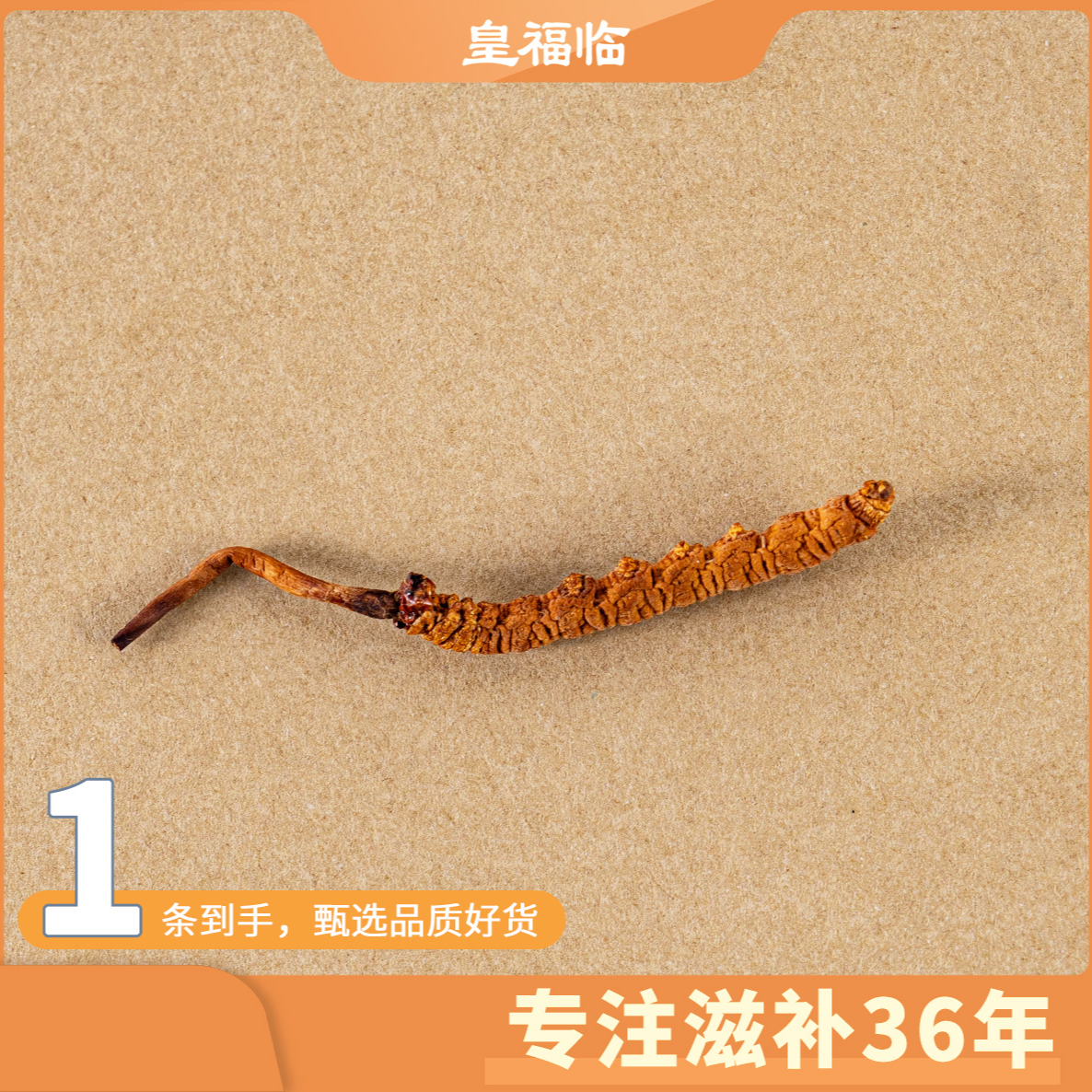 皇福临甄选藏青冻干虫草1kg/5000条规格正品保障