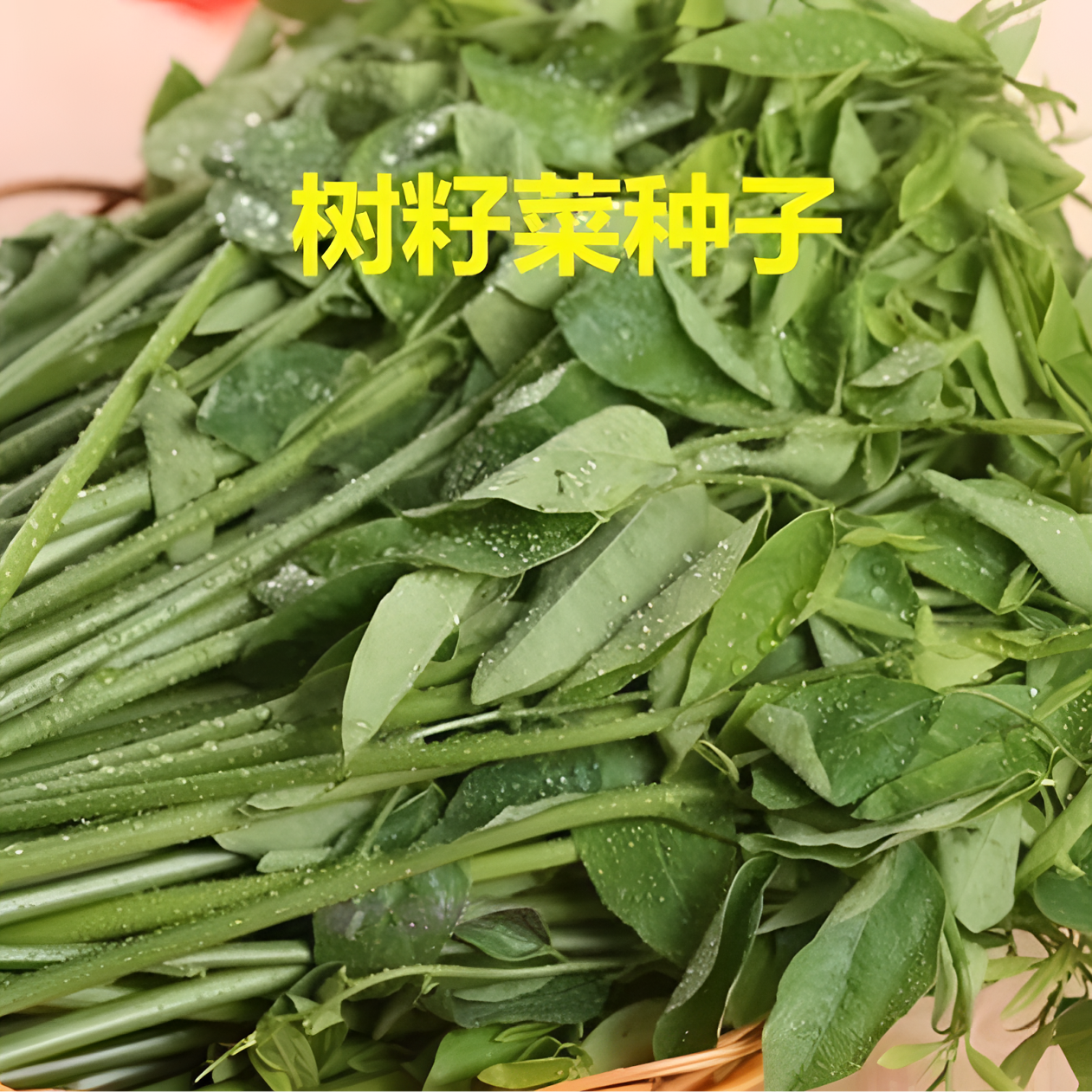 【树籽菜种子】树籽菜种子五指山野菜