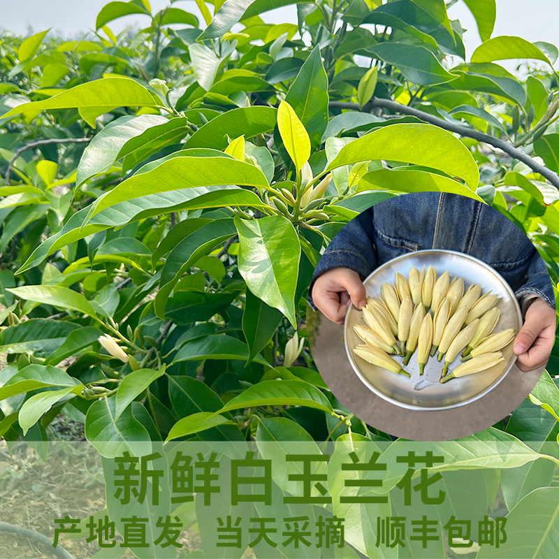 新鲜白玉兰花鲜花白兰花骨朵当天采摘车内挂饰净化空气产地直发