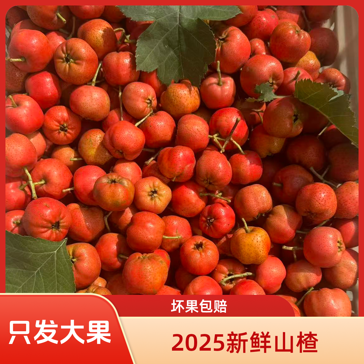 【只发大果】2025产地大棉球山楂河北新鲜现发酸甜直发新鲜水果当季