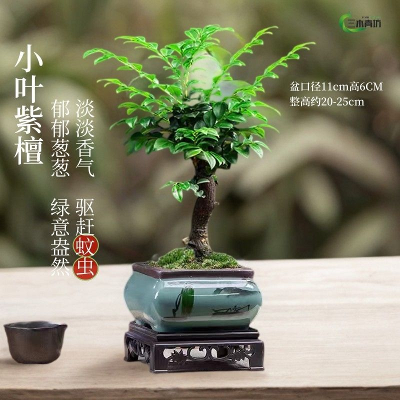 小叶紫檀老桩盆栽绿植阳台客厅办公室桌面四季常青好养树苗黑骨茶