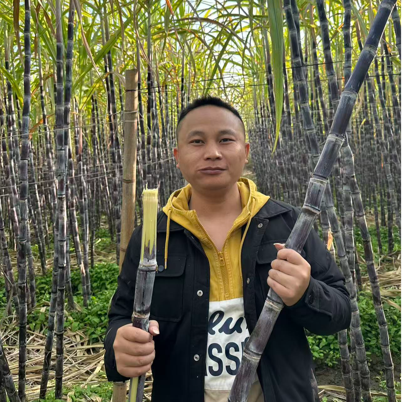 广西黑皮甘蔗软脆多汁（会有一些氧化现象 介意勿拍）