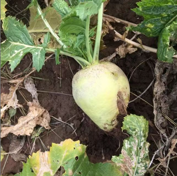 【小花缨种子】四季种植盆栽地栽阳台小院种植