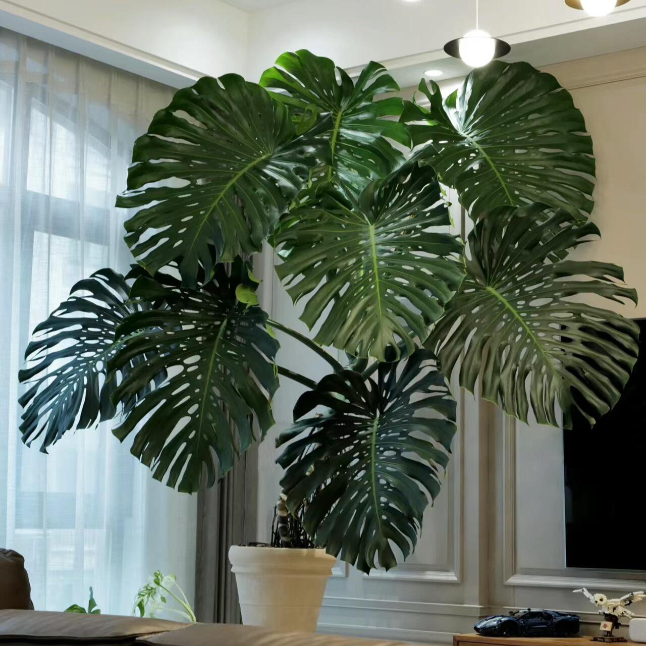 老桩龟背竹高端绿植