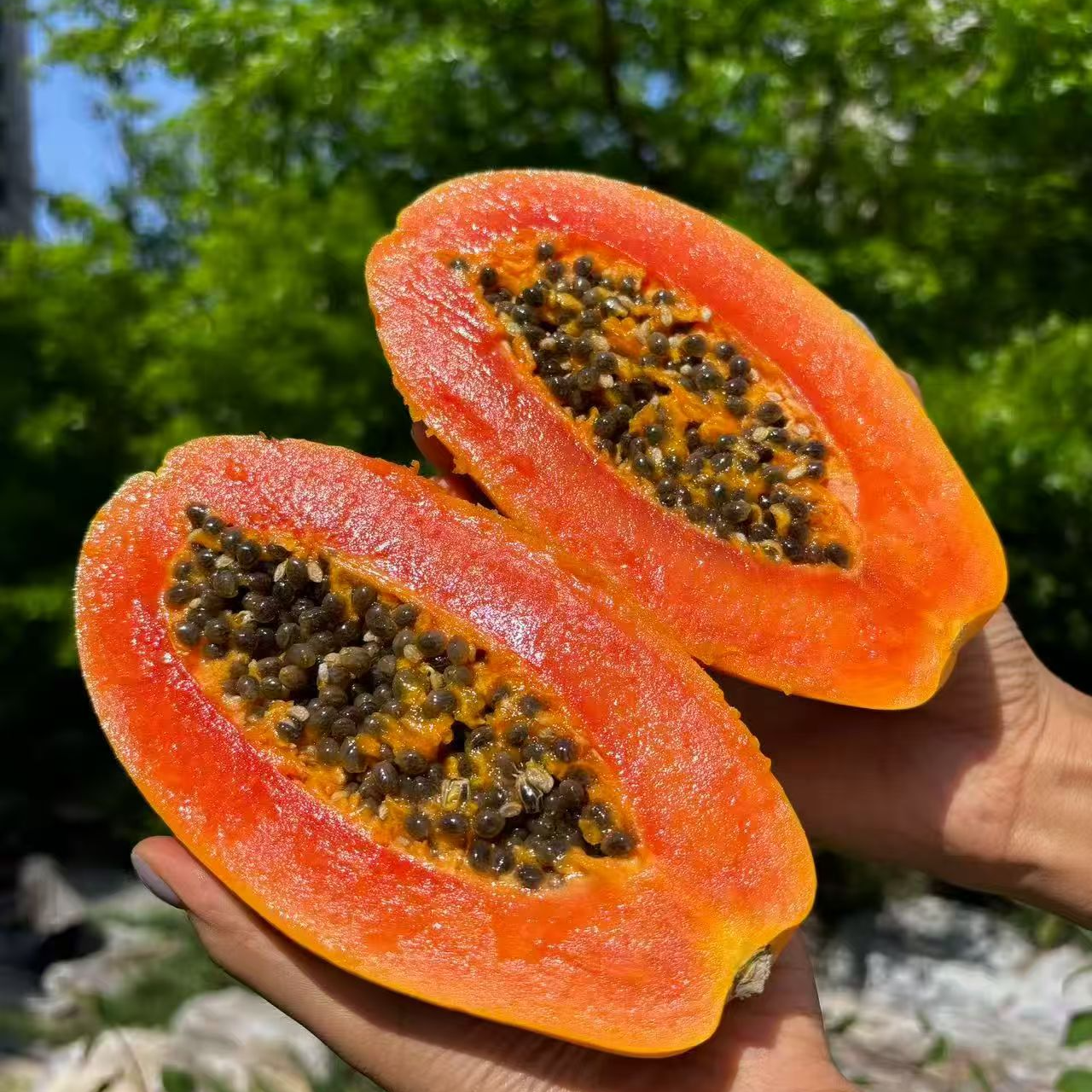 牛奶木瓜海南三亚口软糯香甜自然完熟顺丰上门产地直发到手就能吃