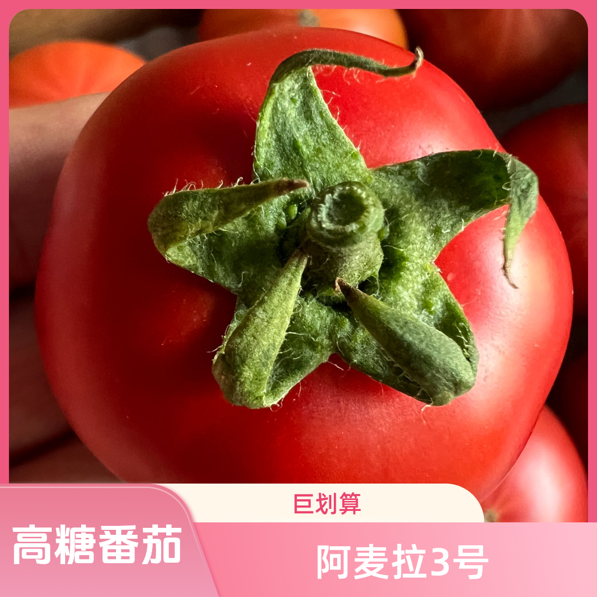 阿麦拉3号高糖番茄籽老品种西红柿100克2分酸8分甜50粒