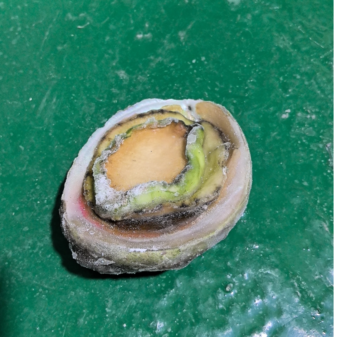 澳洲青边鲍5头1000g