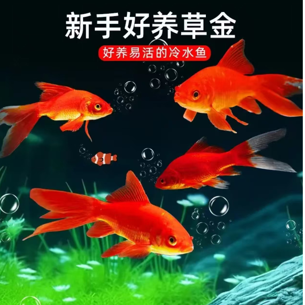 2-4cm花草耐养好活包活30条备5条到手35条