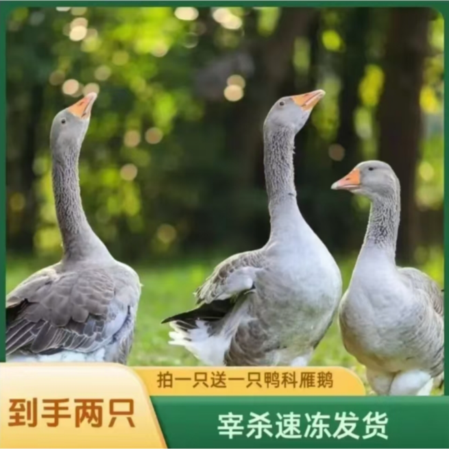 【顺丰买1送1发2只】大雁鹅12斤带腿带翅膀内脏除舌头珍宰杀后8-9斤