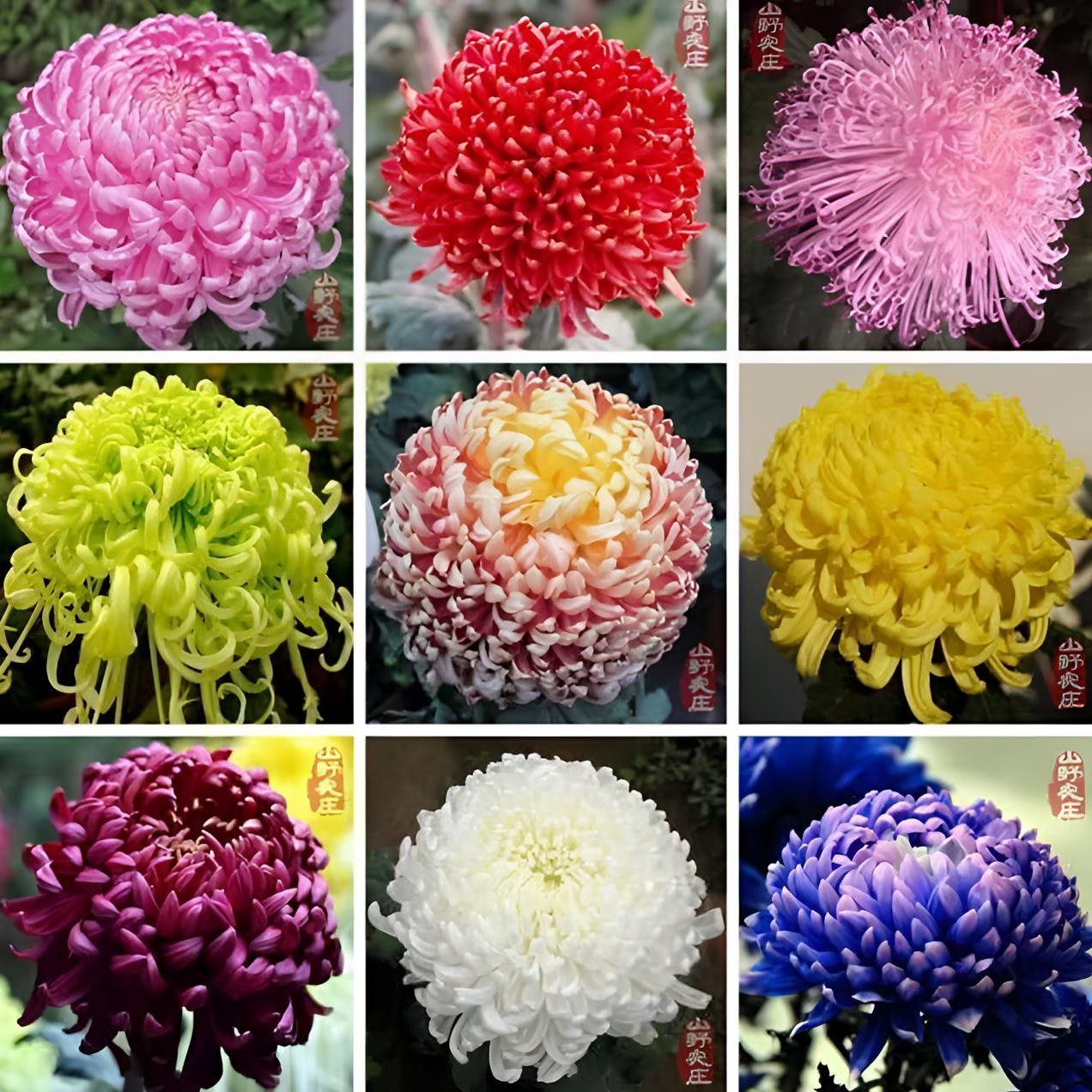 混色重瓣菊花种子浓香耐寒易活带芽多年生四季开花阳台庭院
