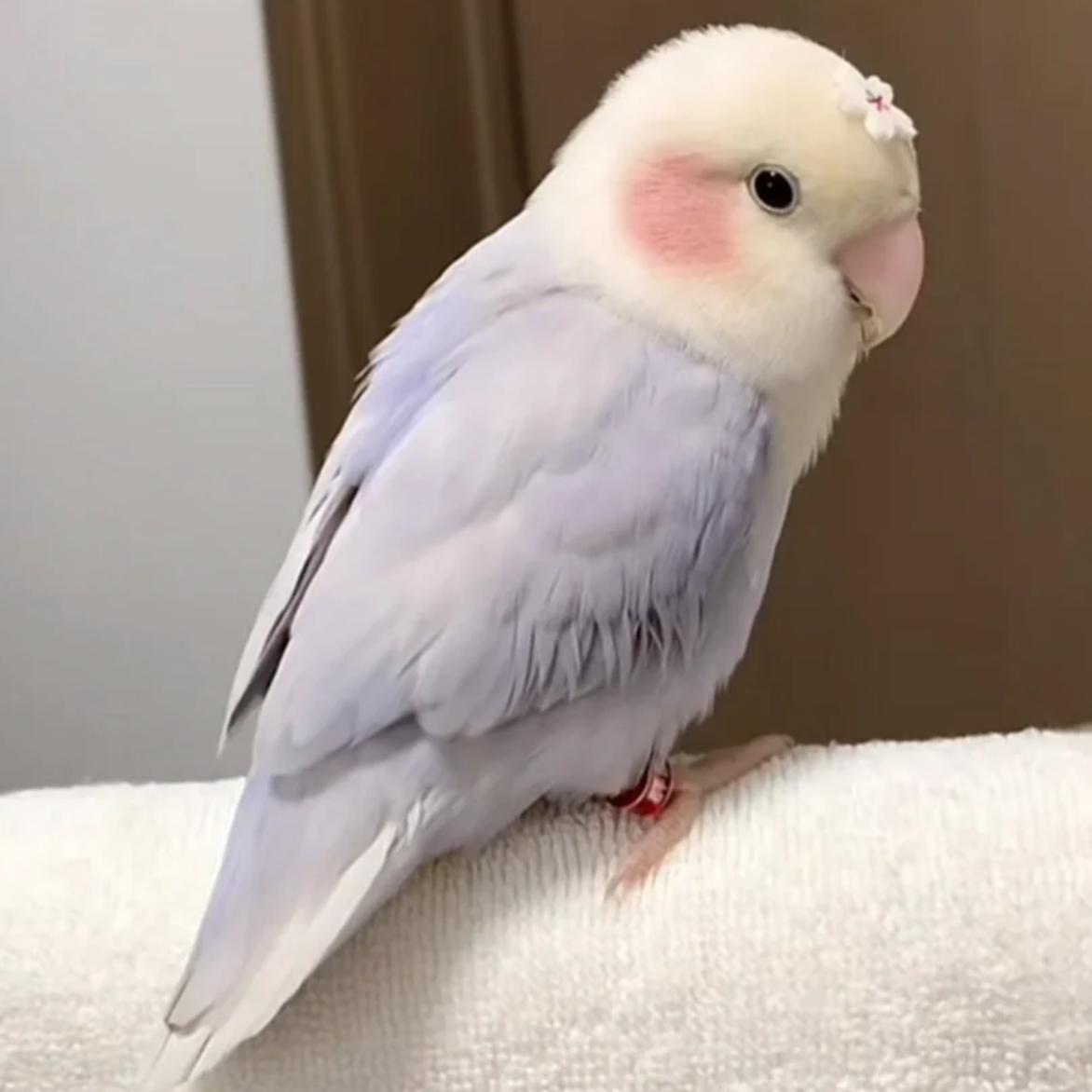 手养半毛鹦鹉牡丹