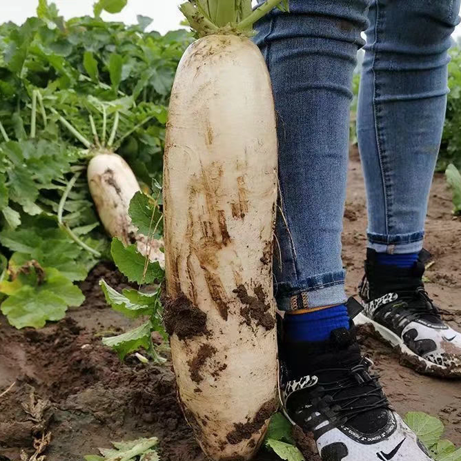 耐热耐寒九斤王白萝卜种子蔬菜种不空心春不老种特大四季秋萝卜籽