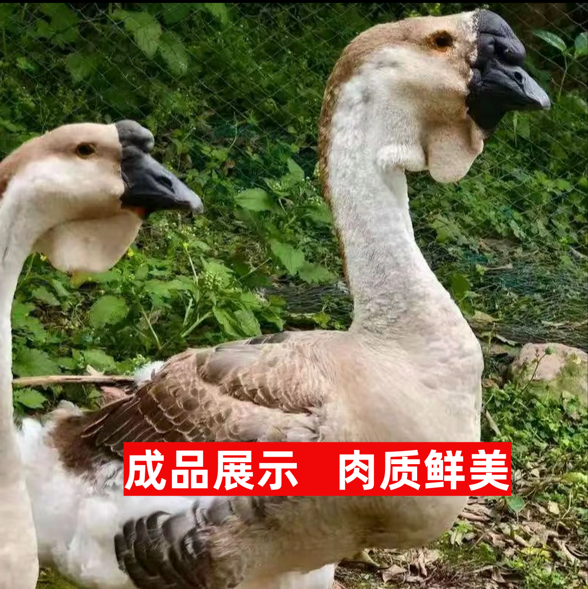 （7天左右） 农村散养狮头鹅肉鹅肉质鲜美新鲜