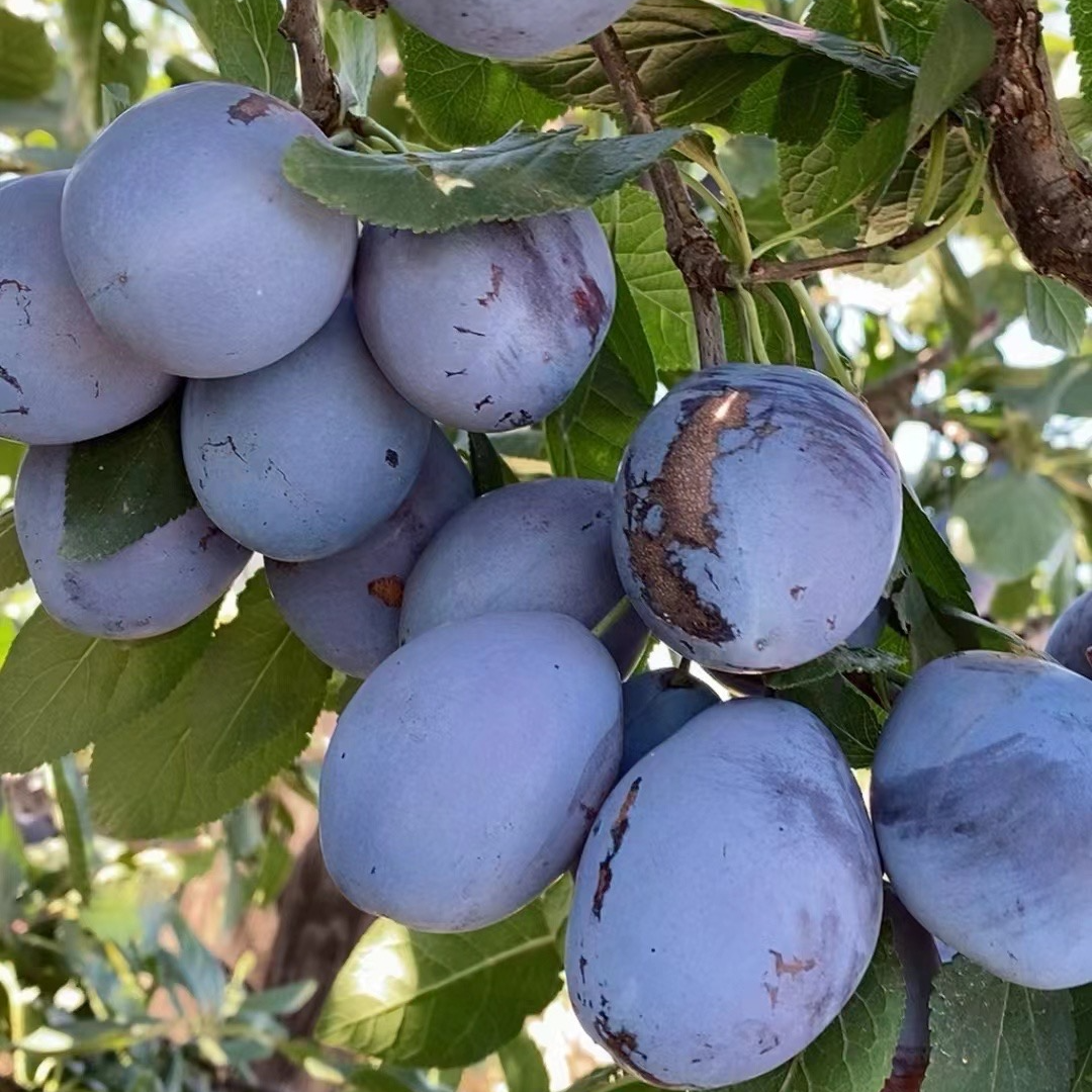 蓝蜜西梅李子树苗