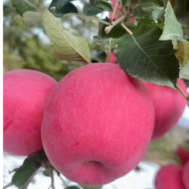 凤翔红富士苹果新鲜脆甜汁水饱满当季应季水果10斤装