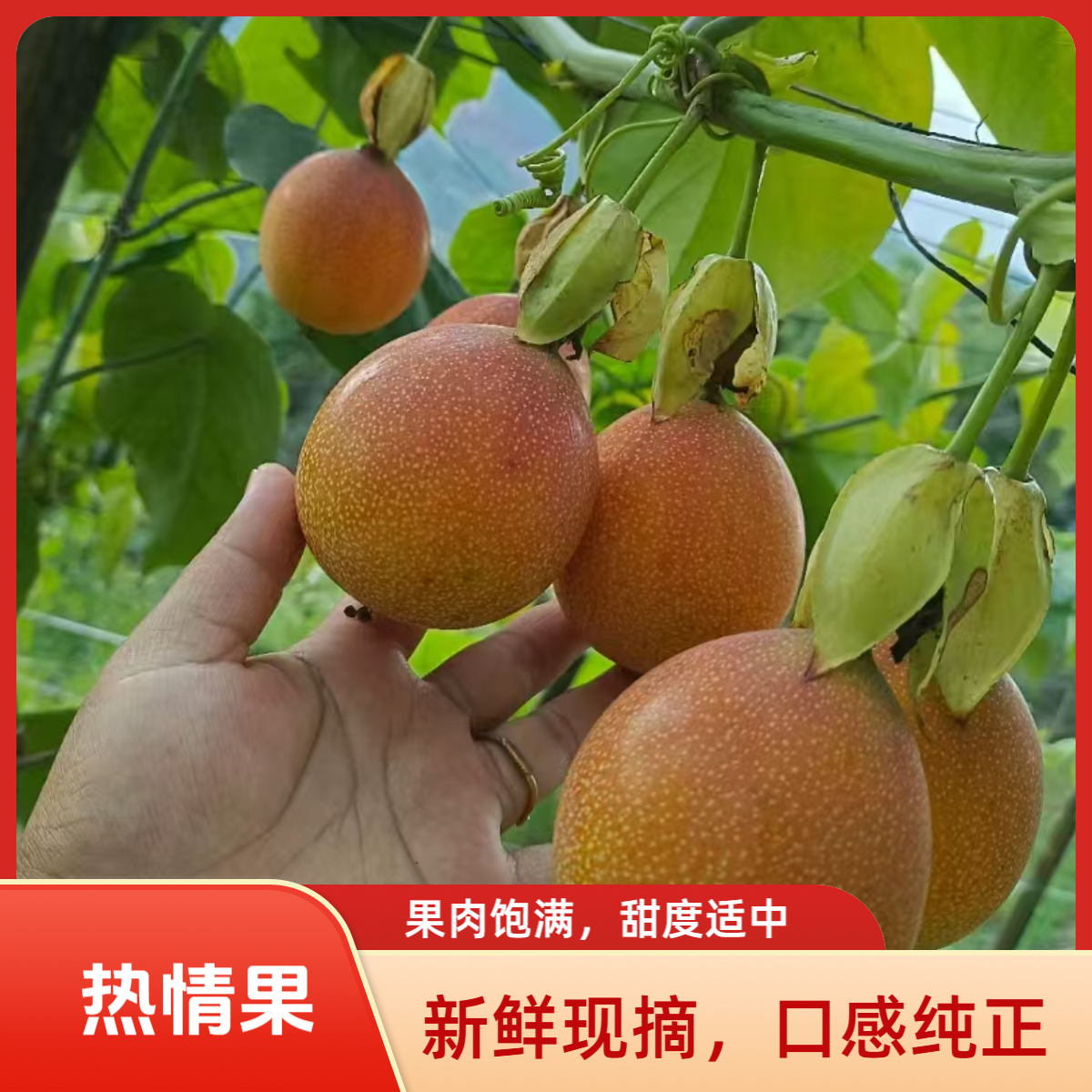 云南临沧热情果新鲜现摘清甜饱满果香味浓的热带水果云南热情果