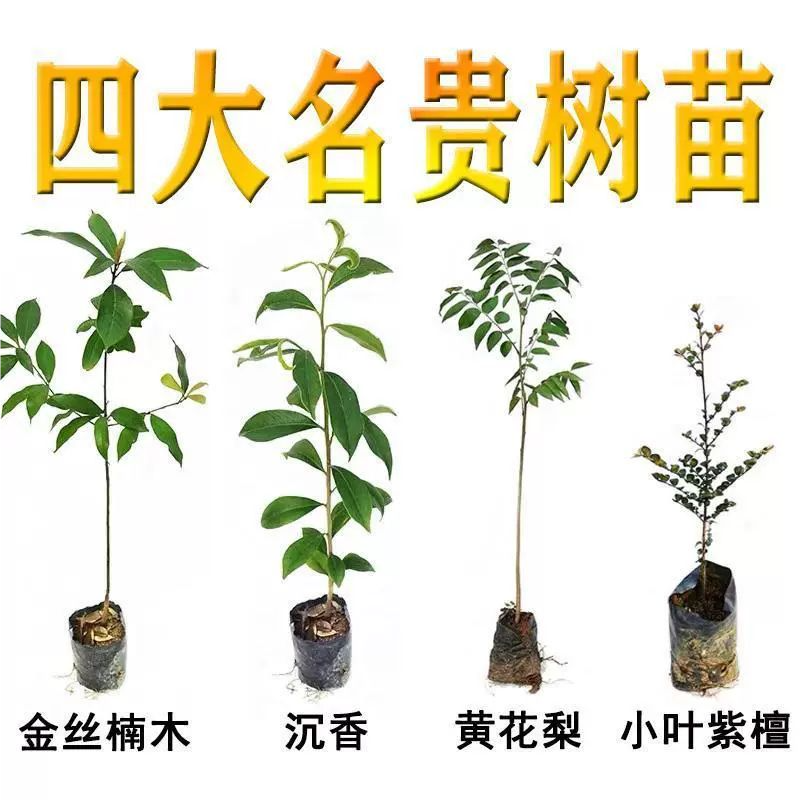 名贵苗木金丝楠木树苗正宗奇楠沉香原土小叶紫檀海南黄花梨苗酸枝