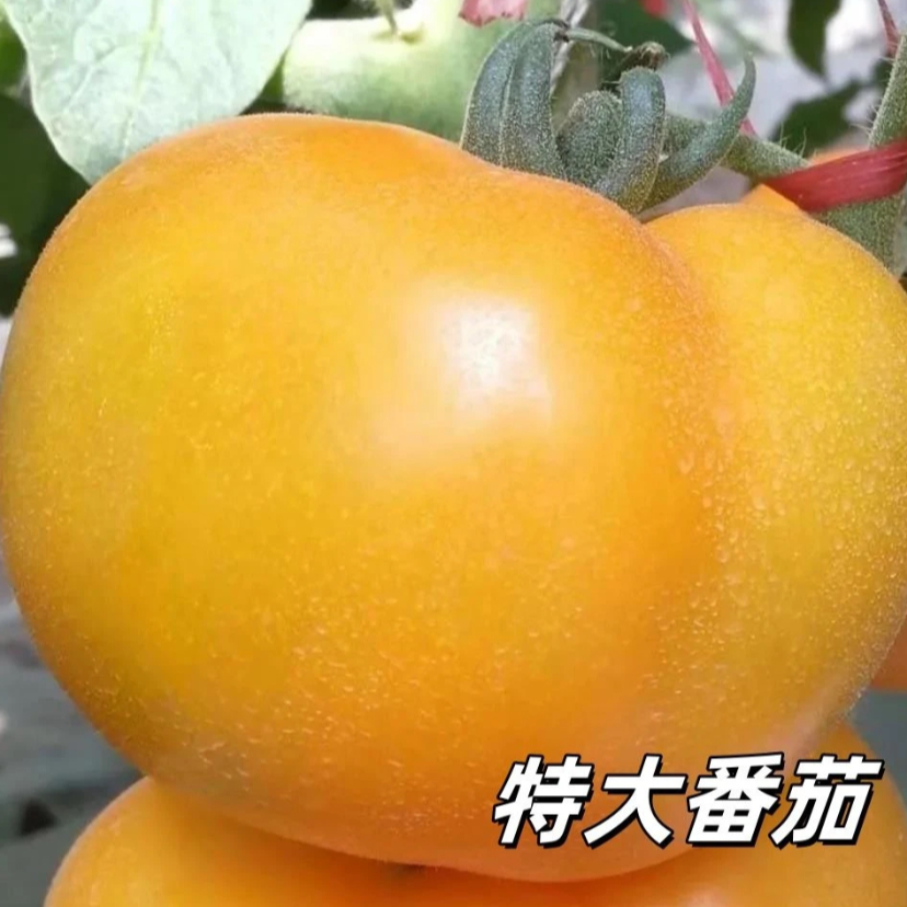 老品种西红柿黄色大西红柿种子沙瓤大黄柿子种子阳台盆栽蔬菜种子